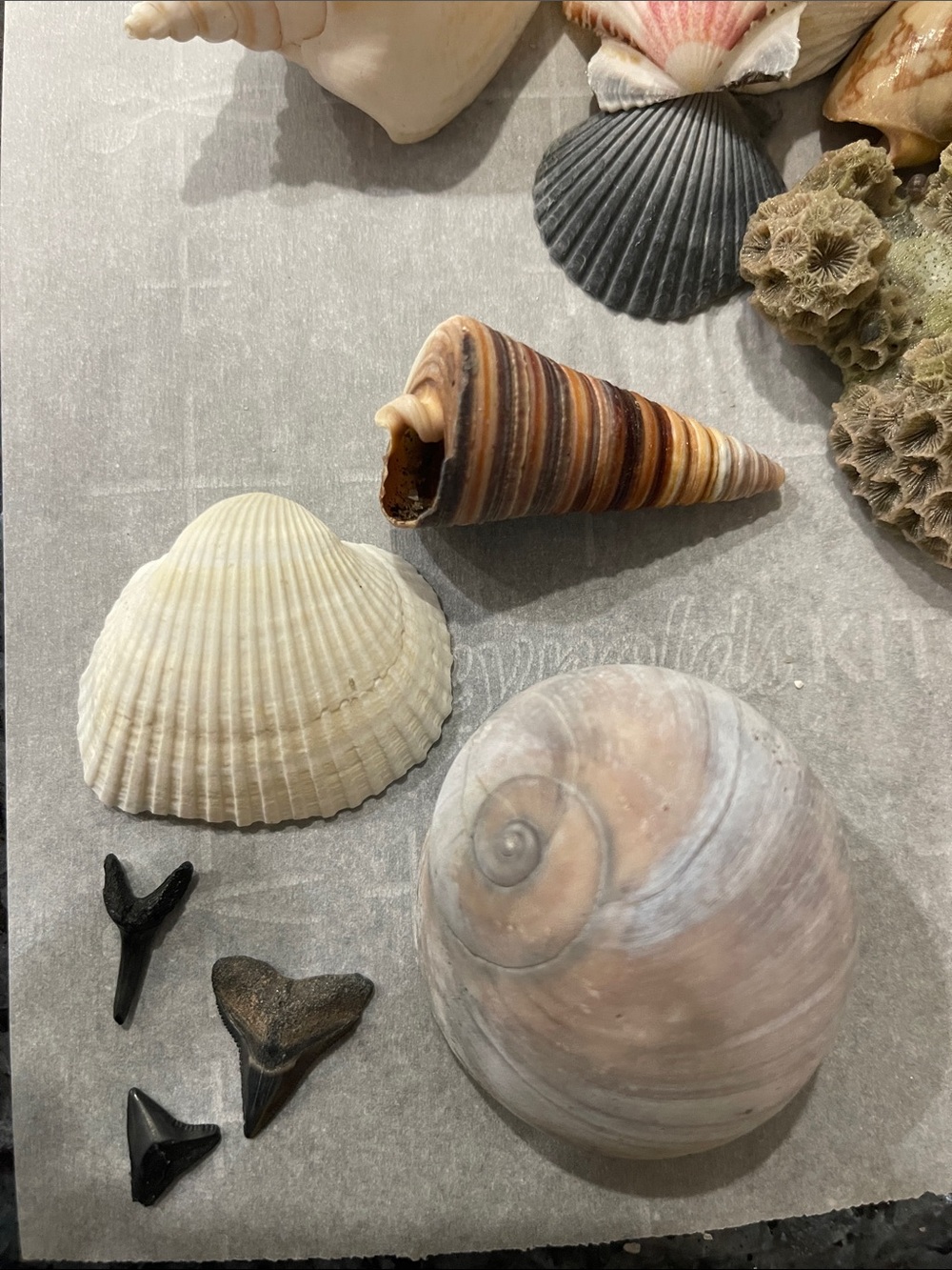 Seashells—3lbs. Mix of White, Cream, Grey , Orange and Brown - Picture 2 of 2
